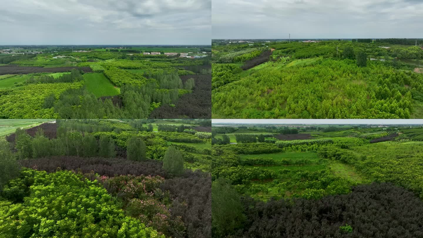 园林种植基地航拍