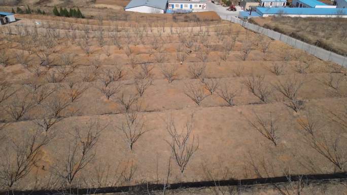 航拍冬季梯田 种植基地 花椒树 工厂