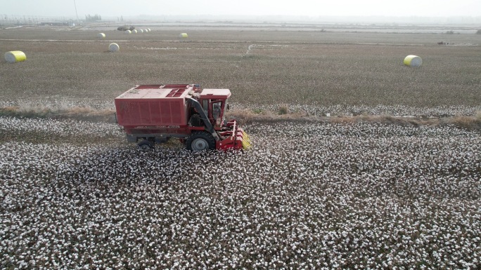 新疆 棉花丰收  机器收割棉花   航拍