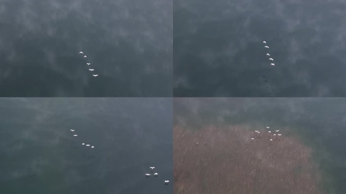 俯视江面飞行的白鹭升格4K视频