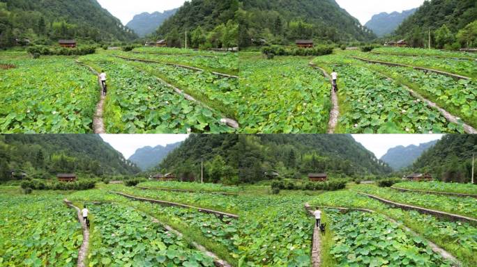 人和狗在荷花田里面奔跑