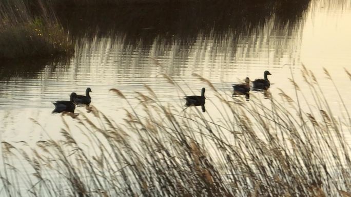 湿地 芦苇 鸟类 呼伦贝尔 额尔古纳