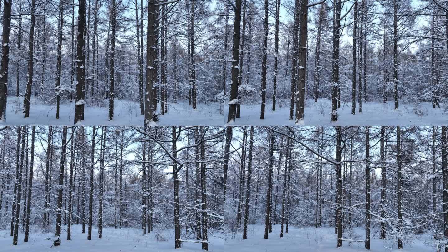 银装素裹雪松林