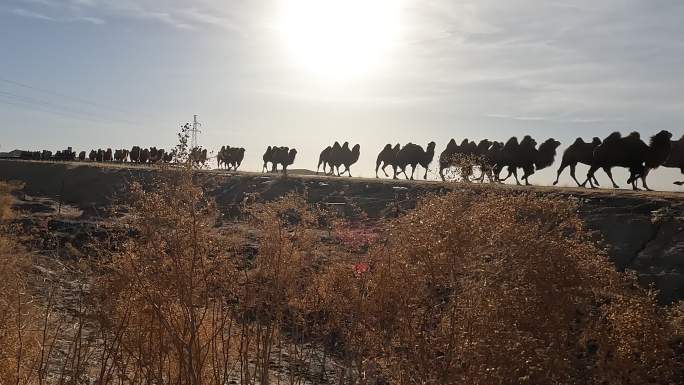马路上排队跑步的骆驼群