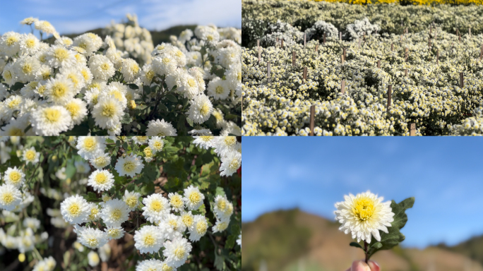 实拍 黄山贡菊 菊花原始素材