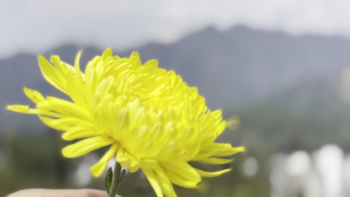 菊花实拍 菊花原始素材