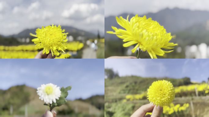 菊花实拍 菊花原始素材