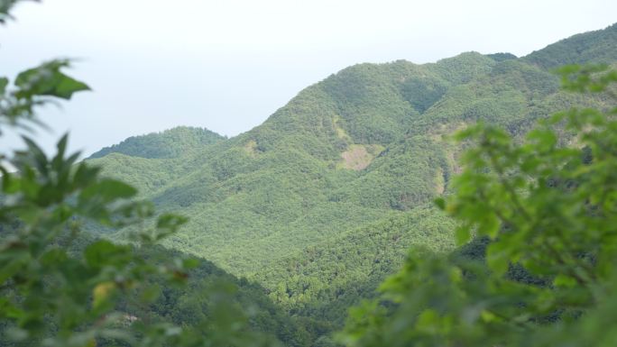 风吹树叶林海山间