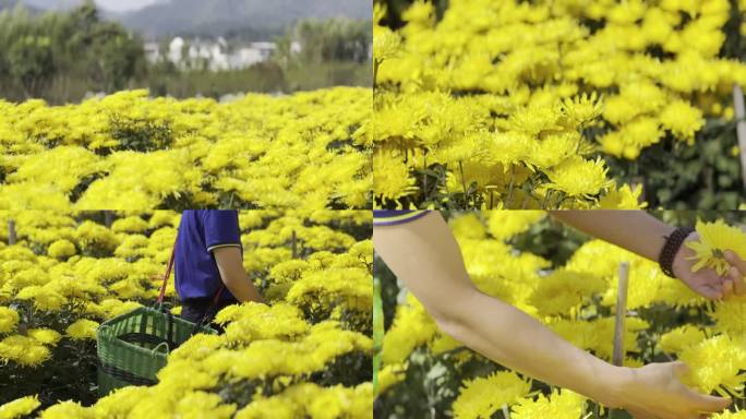 实拍 金丝皇菊 菊花原始素材