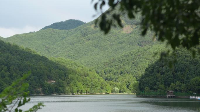 风吹树叶 林海 山间河流 树叶前景