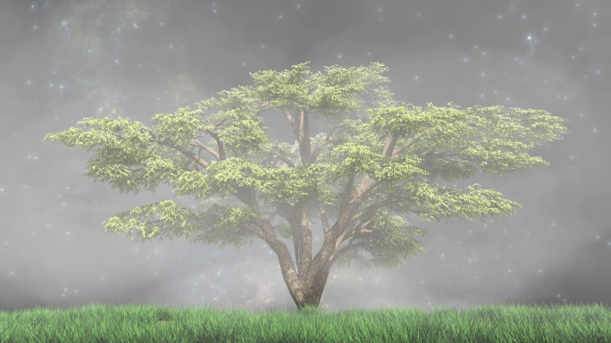 云雾雪松树