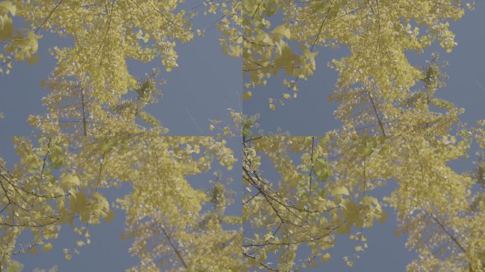 【4k灰片】银杏林风吹动树叶s-log3
