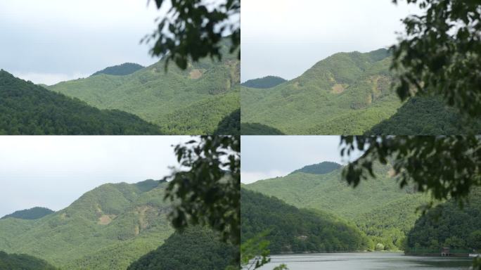 风吹树叶 林海 山间 树叶前景 树叶摆动