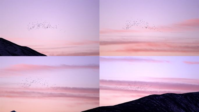 傍晚远处天空的一群鸟