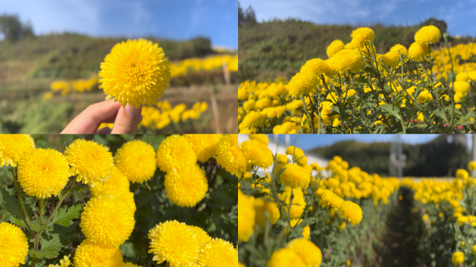 实拍 徽州皇菊 菊花原始素材