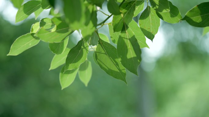 树叶露珠露水小清新农村庭院