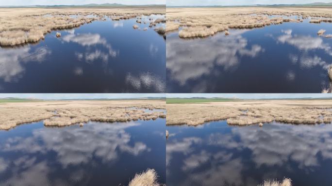 湿地 芦苇 鸟类 呼伦贝尔 额尔古纳