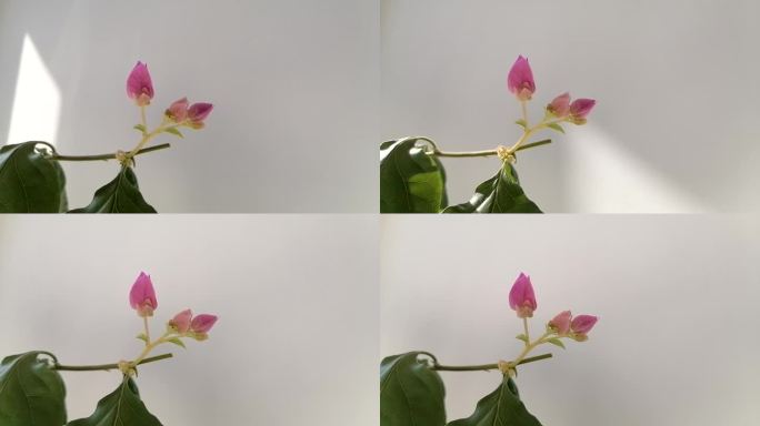 新疆哈密：成长中的三角梅