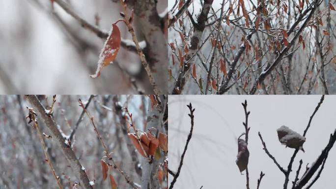 冬天枯叶落雪