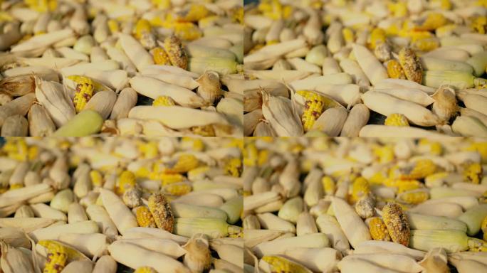 从玉米农场收获的黄色玉米在去加工和销售前躺在储藏室里的淘金镜头。有机产品为健康食品的生产提供可持续的