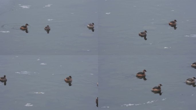 河冰融化水鸟觅食