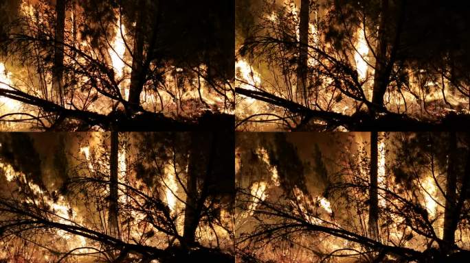 森林火灾特写镜头