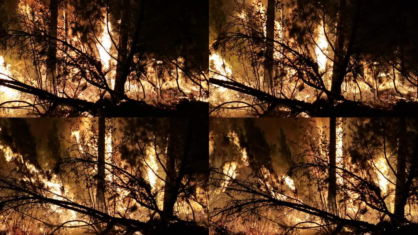 森林火灾特写镜头