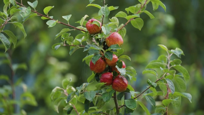 在哈当尔的果园里，鲜红的苹果挂在小苹果的树枝上。一个慢动作的近景视差镜头。散景背景。