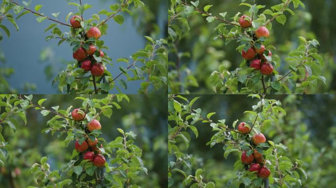 在哈当尔的果园里，鲜红的苹果挂在小苹果的树枝上。一个慢动作的近景视差镜头。散景背景。
