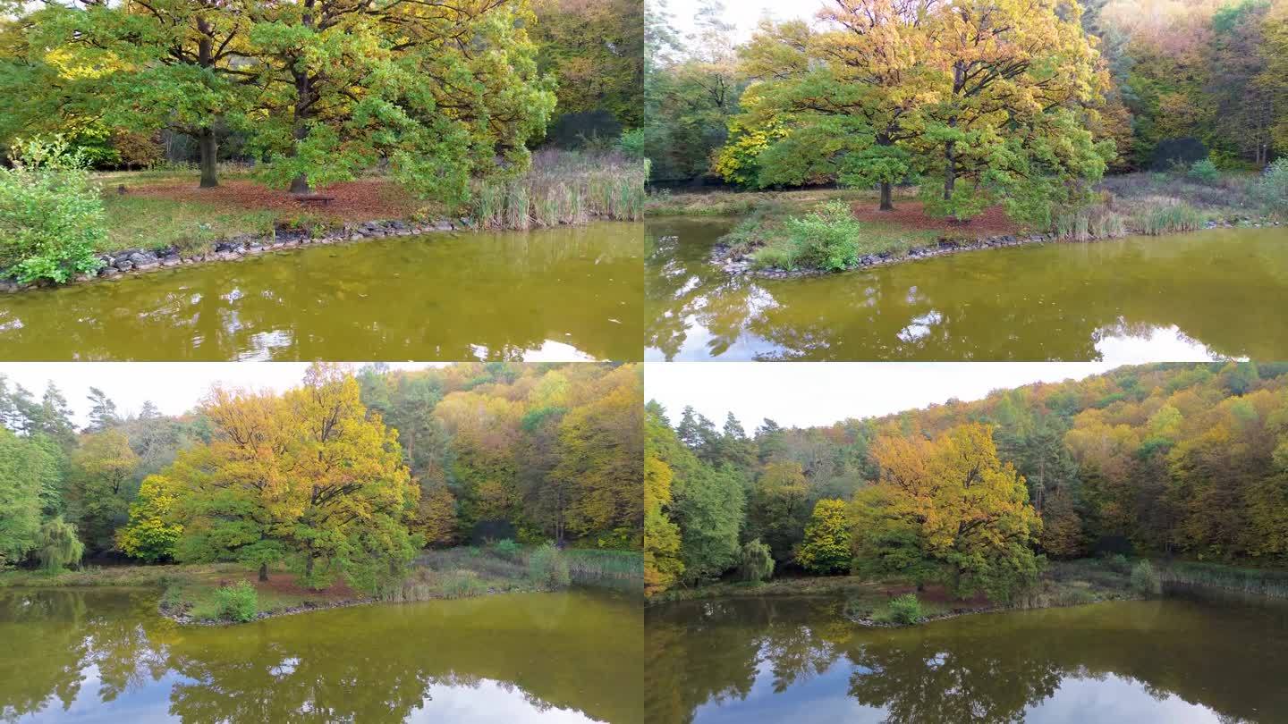 镜头慢慢地从一棵长在池塘岸边的大树上移开，这棵大树在秋天已经变绿了