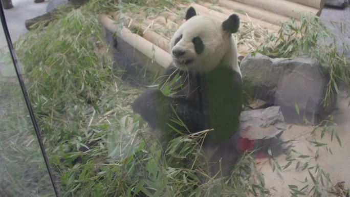 柏林动物园大熊猫馆内大熊猫休息吃竹子