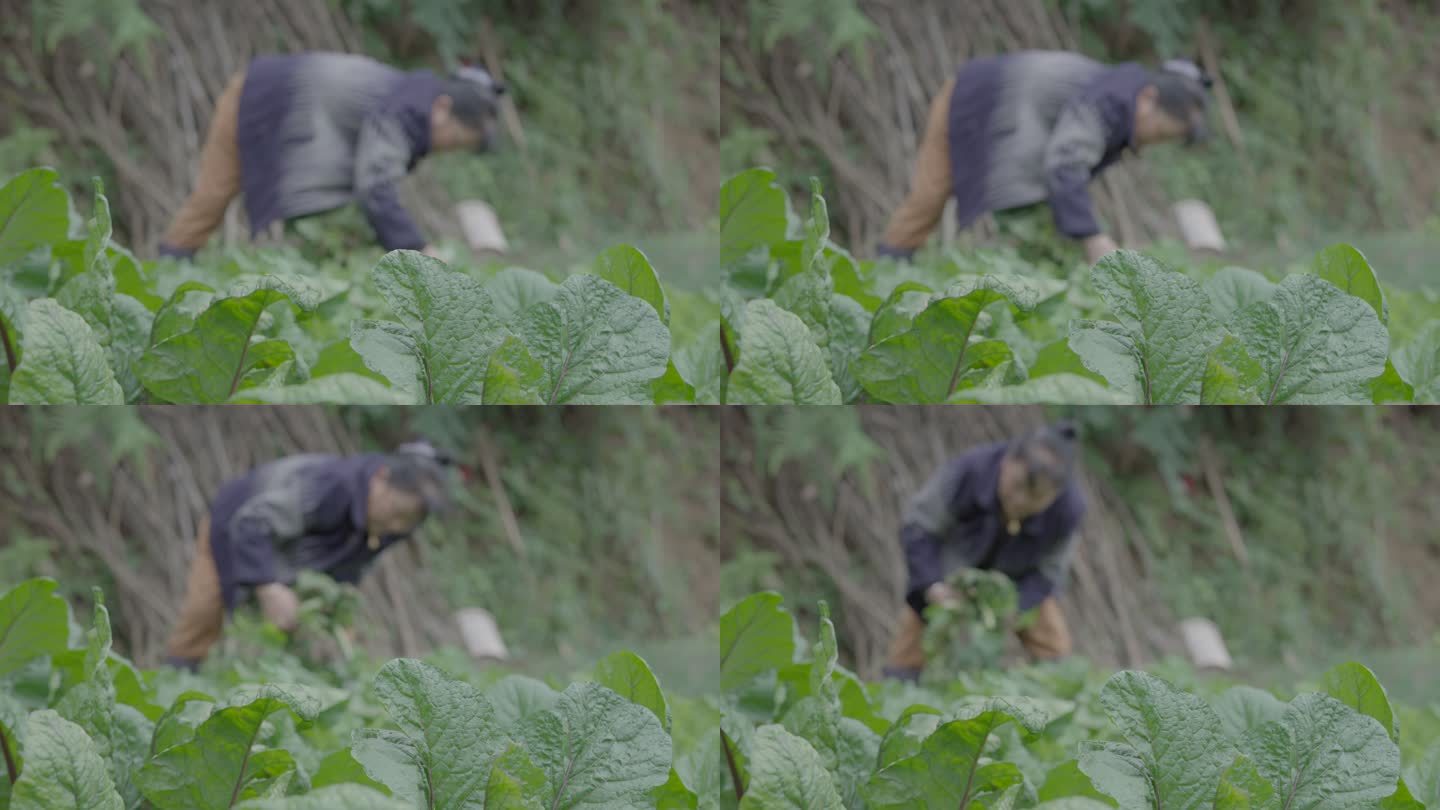 田地里摘菜的阿姨（fx3原素材）