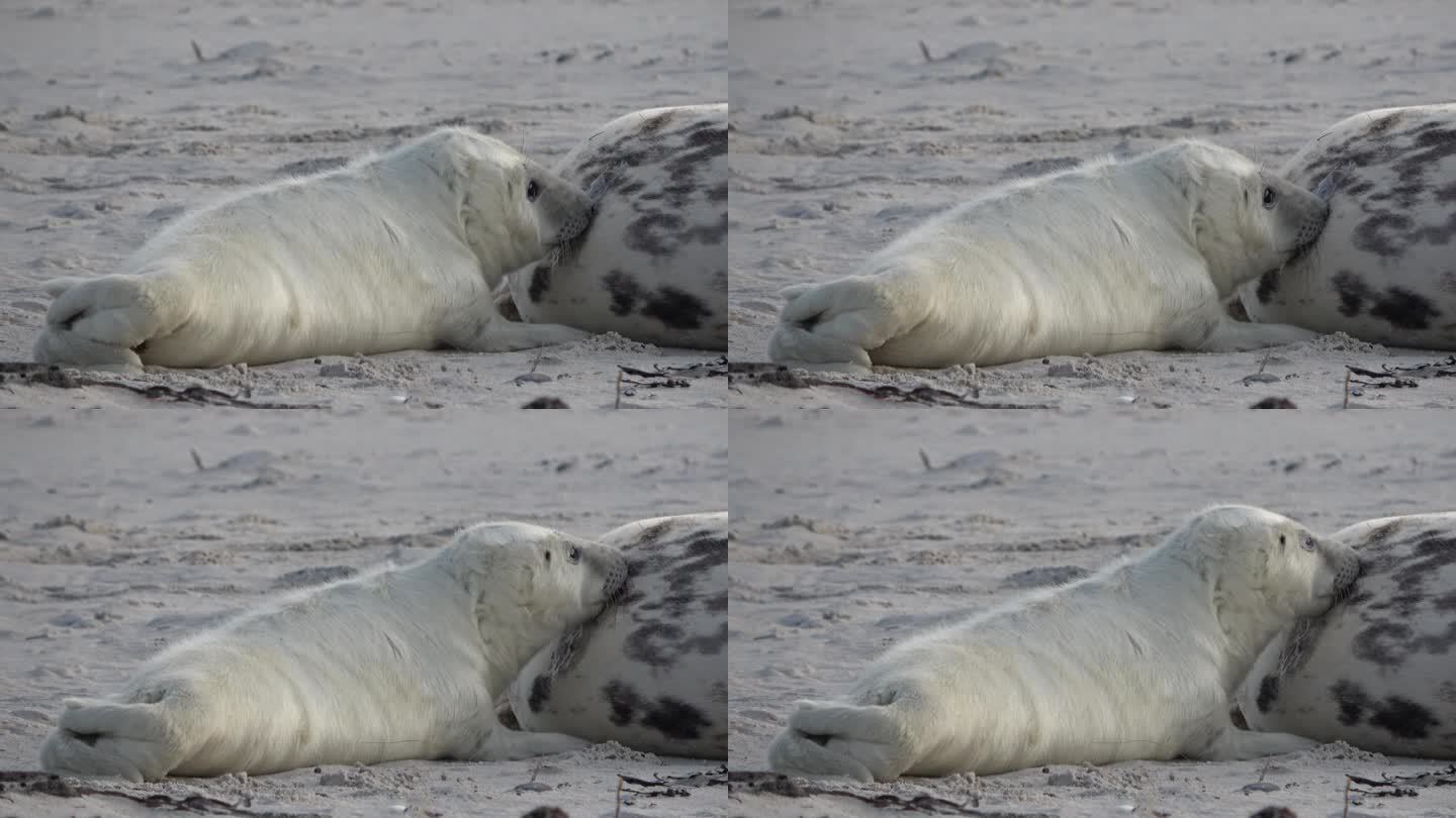 小海豹吮吸着妈妈的奶头，进食，灰色海豹，灰海豹