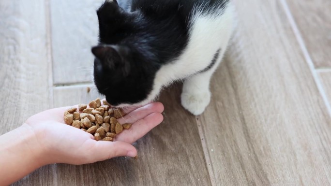 一个小女孩捧着一只黑白相间的小猫，递给它干粮。