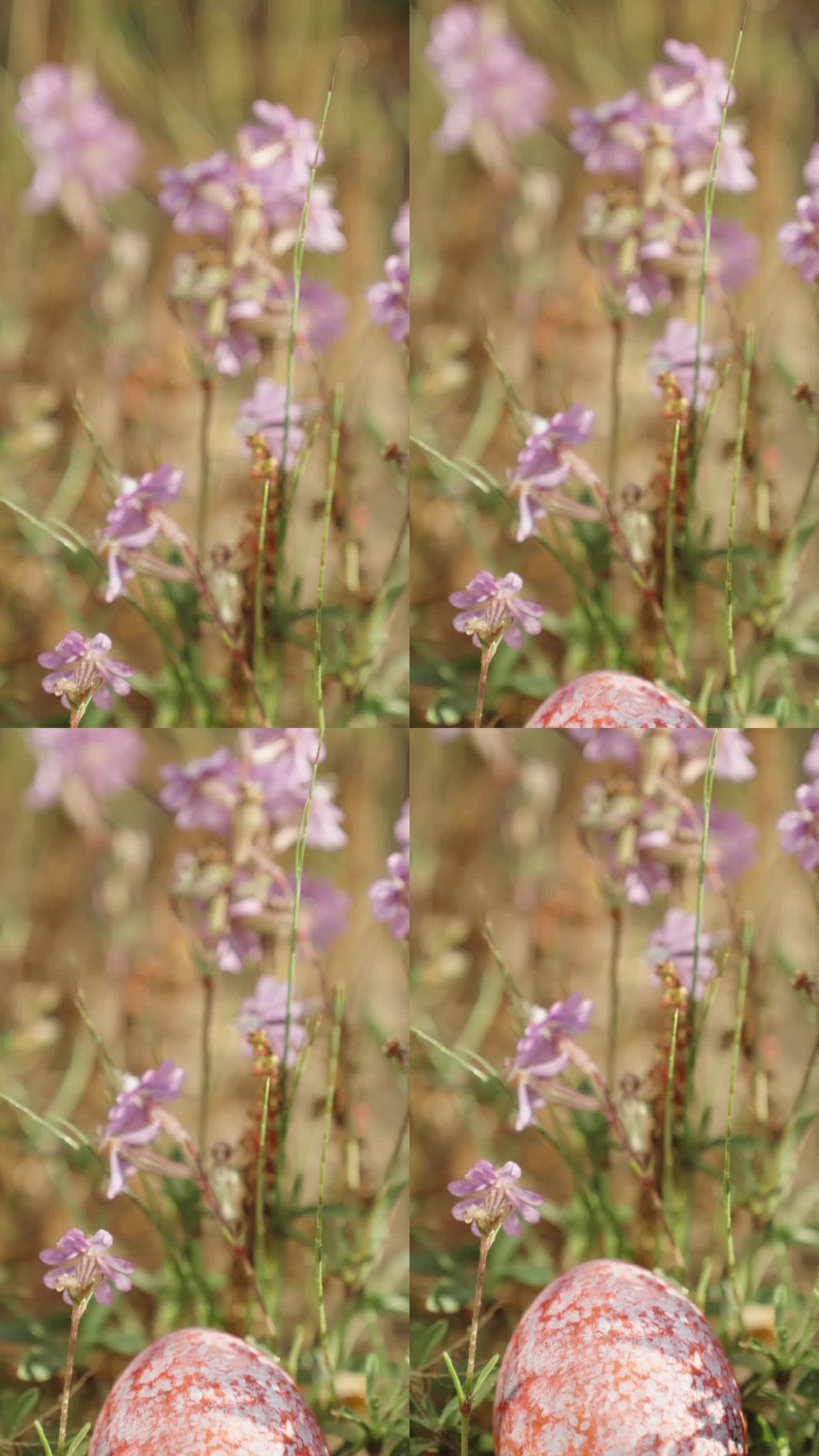 垂直视频。一个紫罗兰色的复活节彩蛋藏在花中，特写，在一个晴朗的四月天。