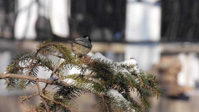 煤山雀在冷杉树枝上啄食