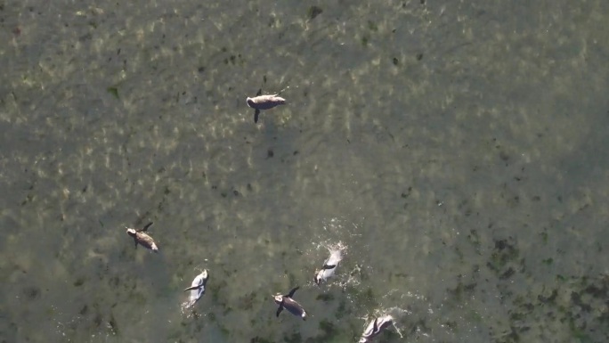 无人机拍摄的企鹅群在巴伊亚布斯塔曼特浅水区一起玩耍游泳