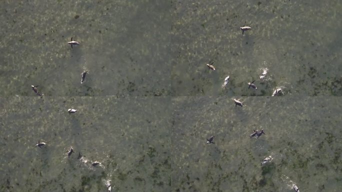 无人机拍摄的企鹅群在巴伊亚布斯塔曼特浅水区一起玩耍游泳