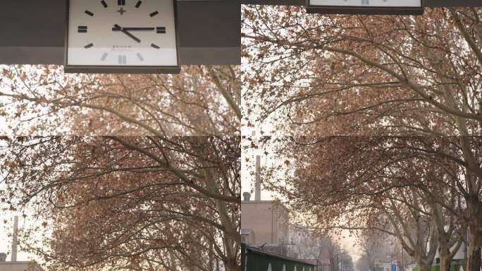 树枝空镜时间钟表