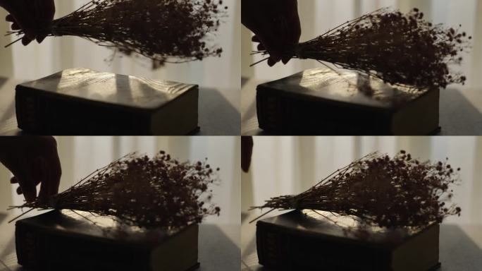 阳光书花的邂逅