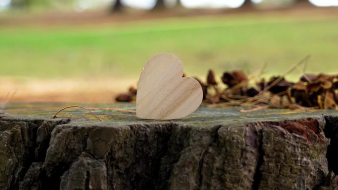 森林空地上一个被砍倒的树桩上的心形木制符号。环保理念。生态概念观