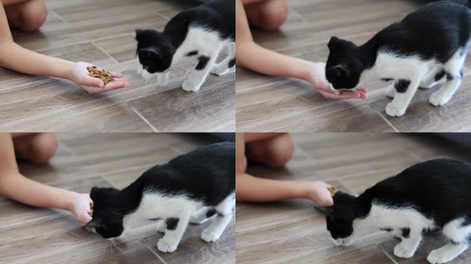 这只黑白相间的小猫收到了干粮，小女孩把干粮放在手掌里。