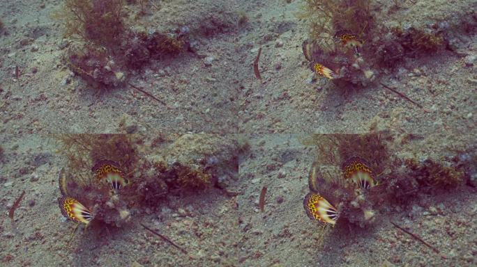 在夕阳的余晖中，长着彩色鳍的海妖鱼隐藏在海底沙滩上的海藻下，慢动作