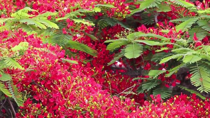 缩小在白天开花的皇家poinciana树(Flamboyant Flame tree)的镜头