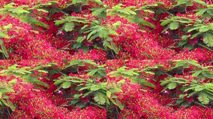 缩小在白天开花的皇家poinciana树(Flamboyant Flame tree)的镜头