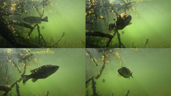黑鲈鱼(大嘴鱼)面对镜头近距离拍摄水下植物