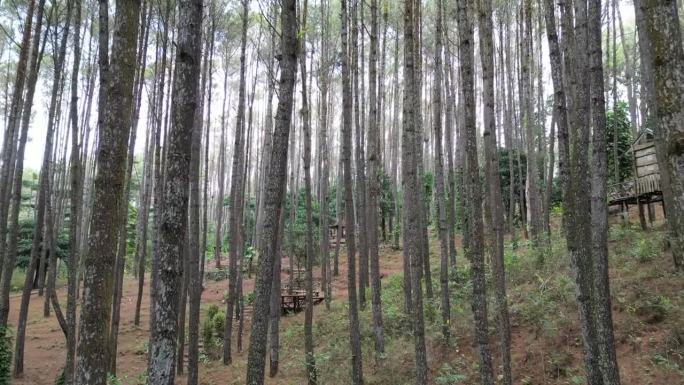 山丘上茂密的云杉林的4k视频片段。柔和的晨雾笼罩着美丽的松林。高大的树木和吹着的风。国际森林日，世界