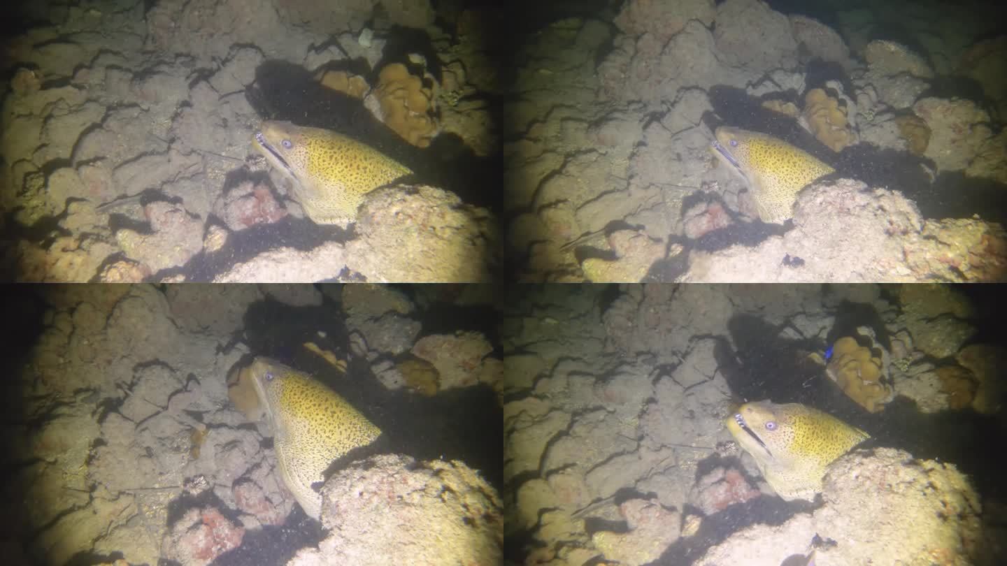 夜间潜水的看法，一个海井头从隐藏的缺口洞与张开的嘴威胁着危险与闪光手电筒光点在低能见度沙底与岩石，珊