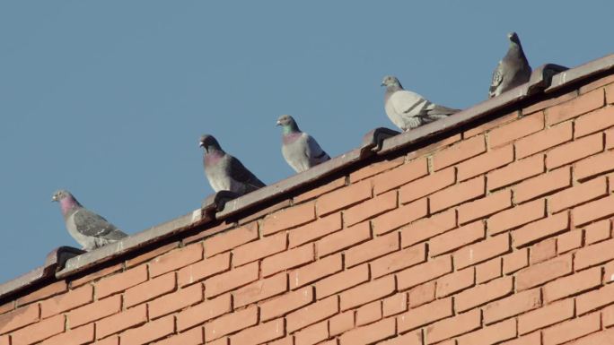 纽约哈莱姆区屋顶上的五只鸽子立正跳