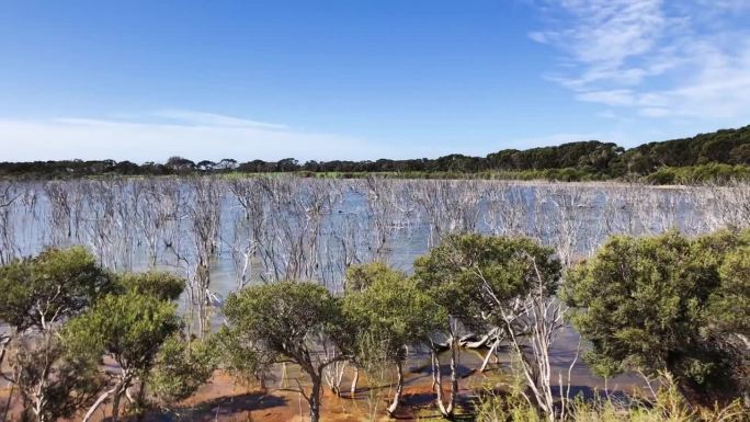澳大利亚袋鼠岛——湖上光秃秃的树